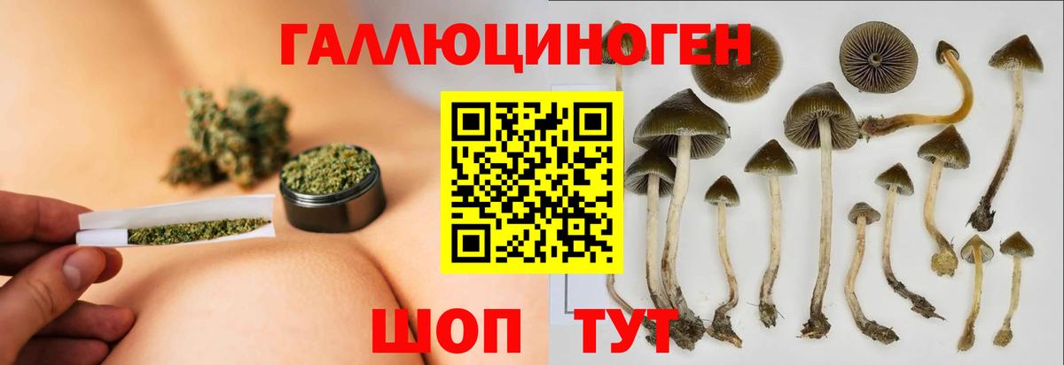 Галлюциногенные грибы Psilocybe Камышлов
